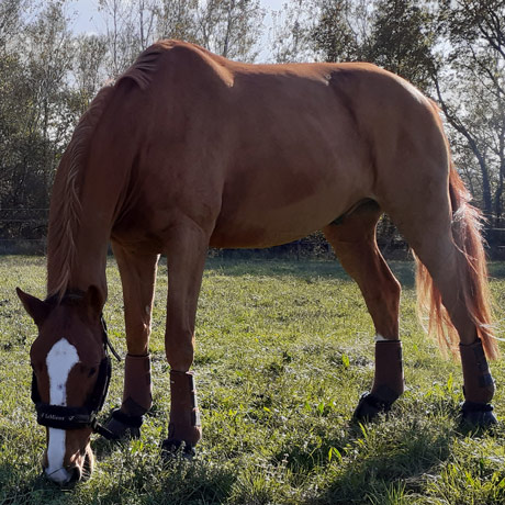 Masseur Equin