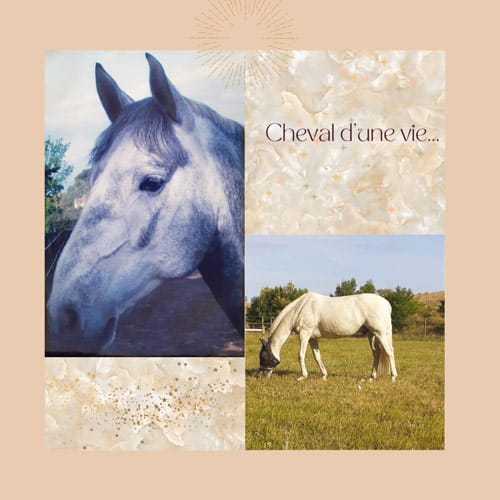 Cheval d'une vie
