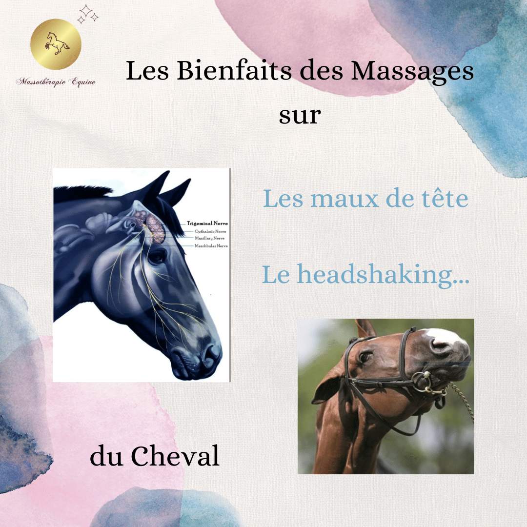 Les Massages et Les Maux de Tête du Cheval