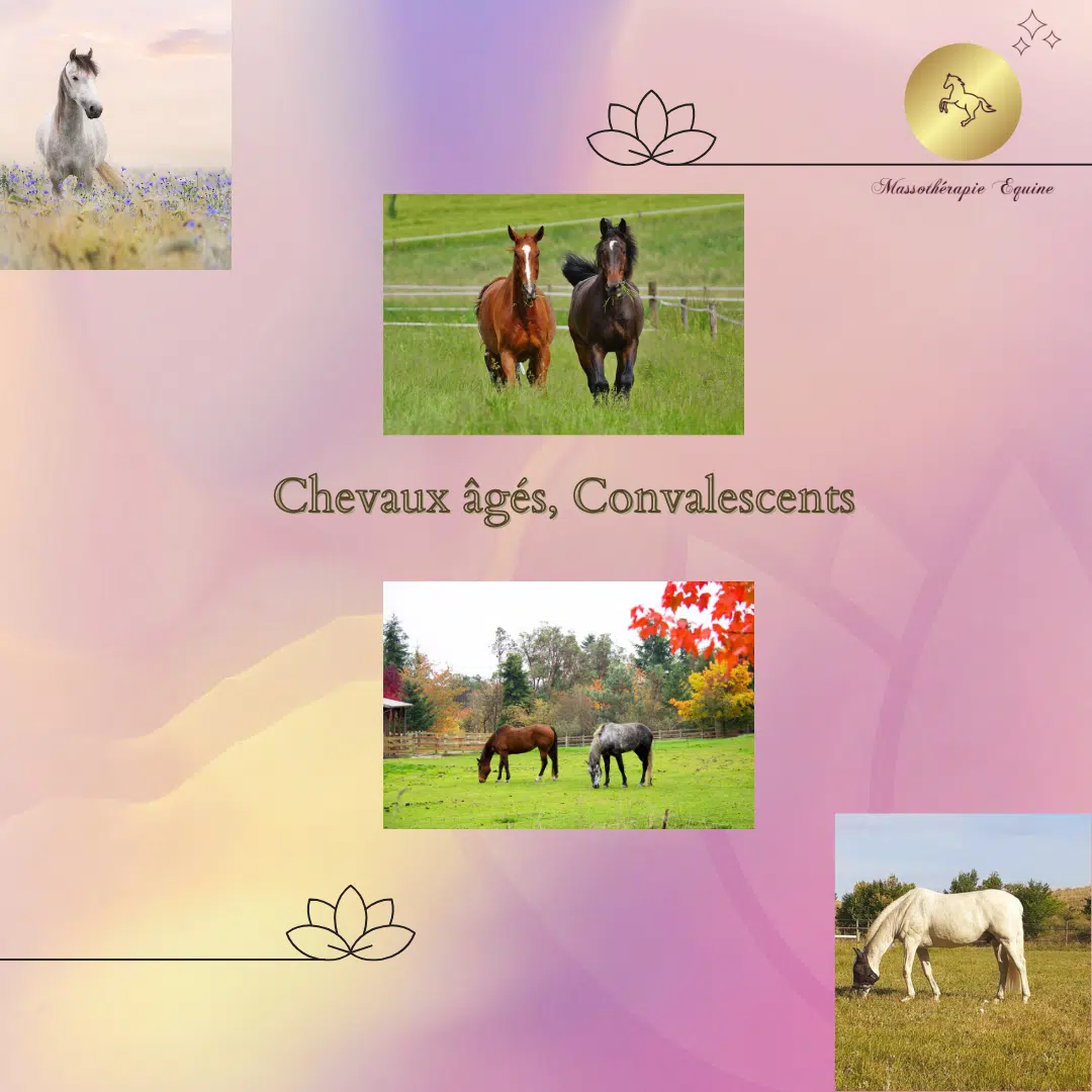Chevaux âgés, à la retraite, convalescents Chevaux âgés, à la retraite, convalescents