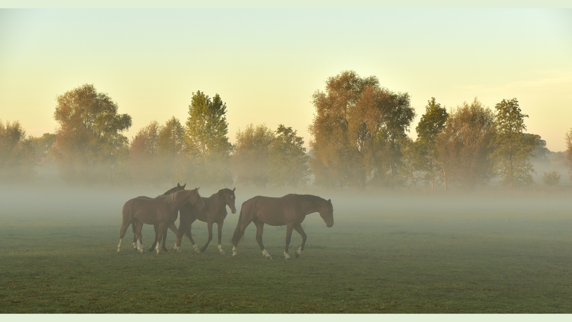 Chevaux âgés, à la retraite, convalescents