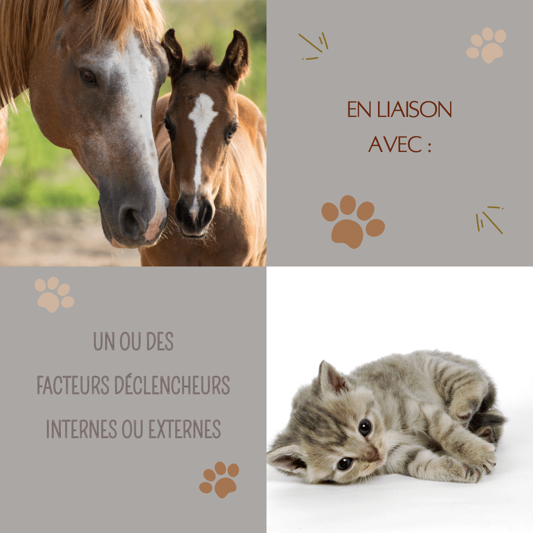 Les Troubles du Comportement des Animaux