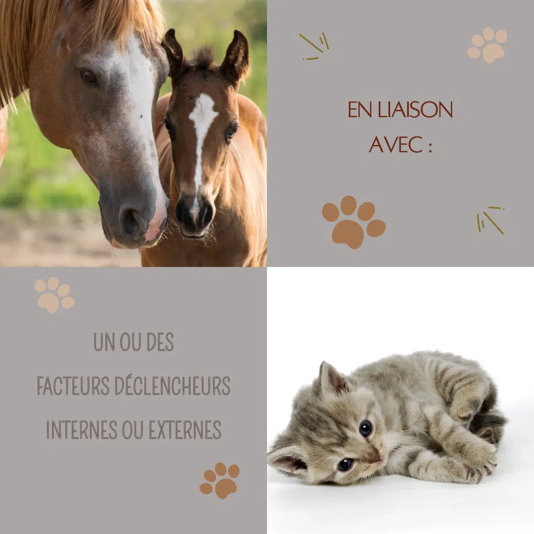 Les Troubles du Comportement des Animaux