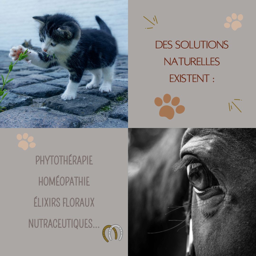 Les Troubles du Comportement des Animaux