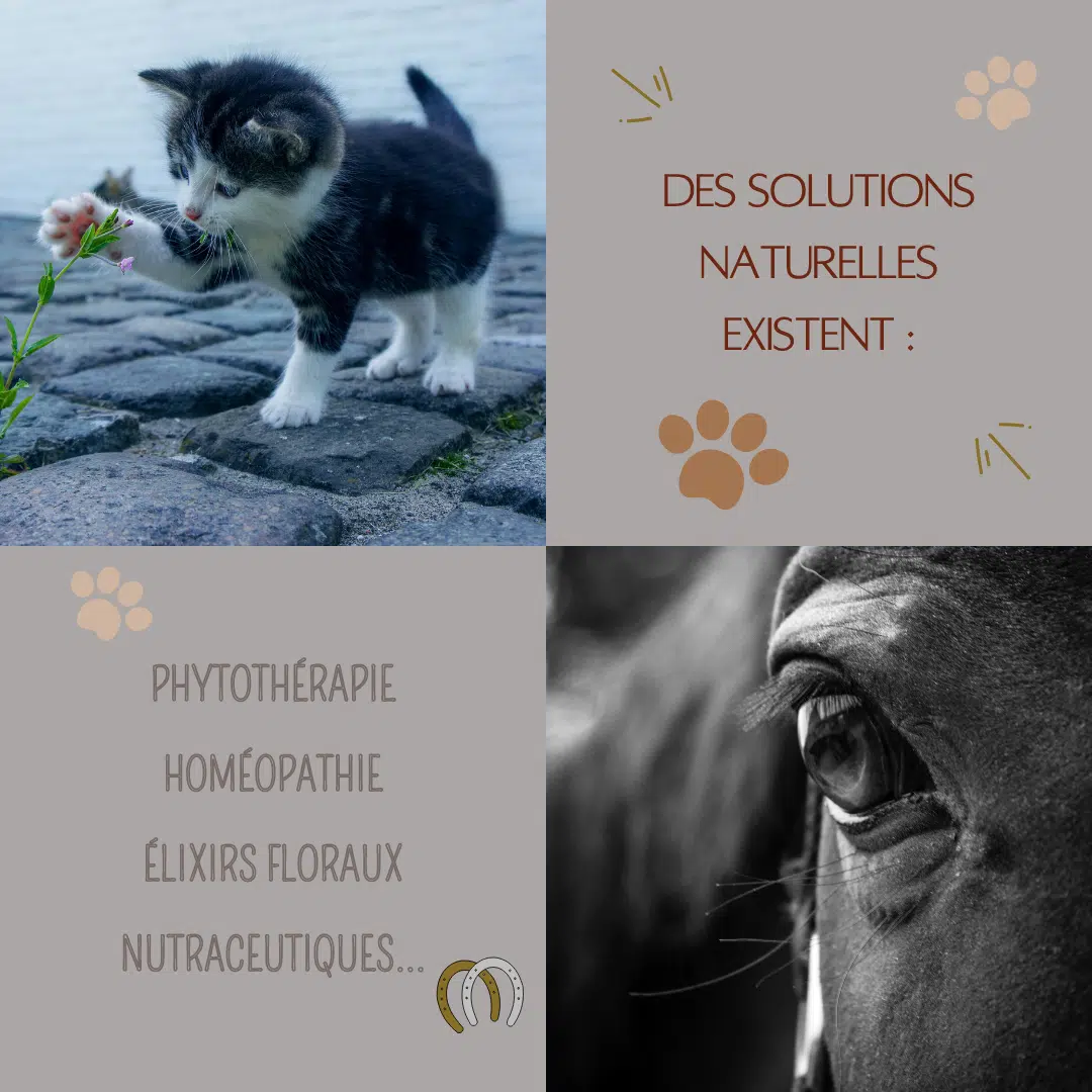 Les Troubles du Comportement des Animaux
