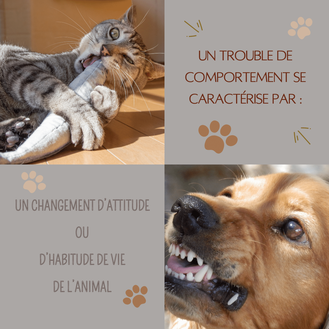 Les Troubles du Comportement des Animaux