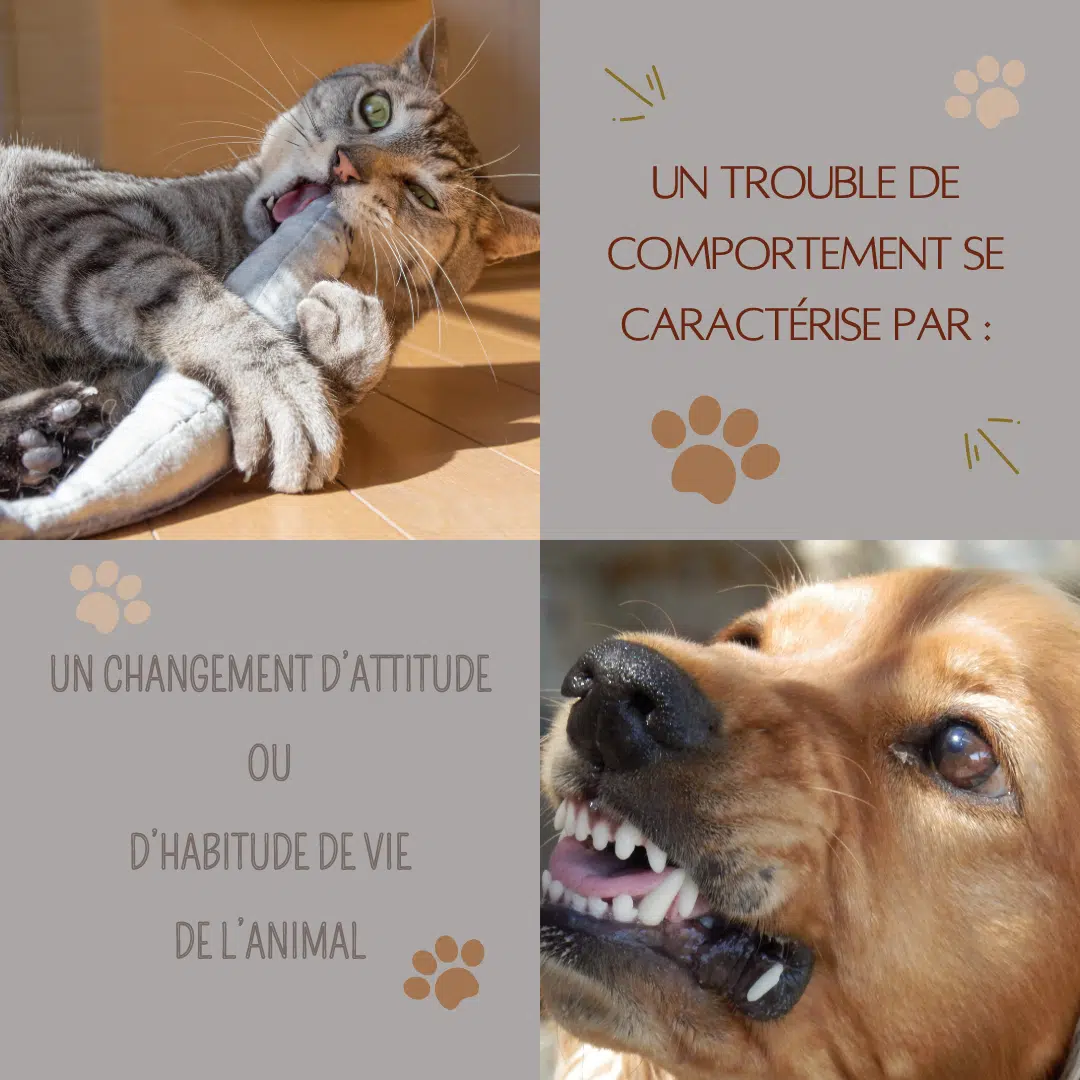 Les Troubles du Comportement des Animaux