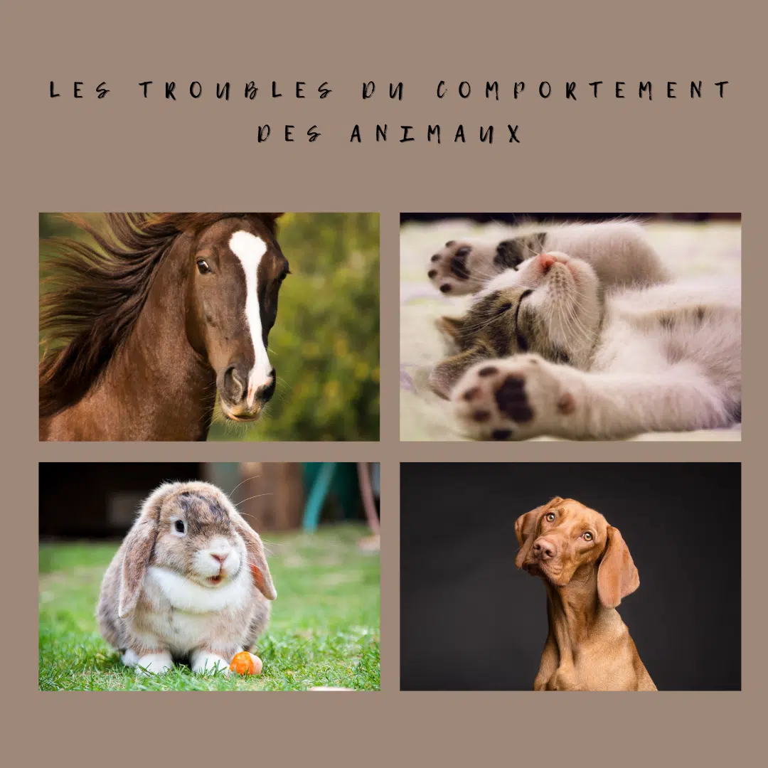Les Troubles du Comportement des Animaux Les Troubles du Comportement des Animaux
