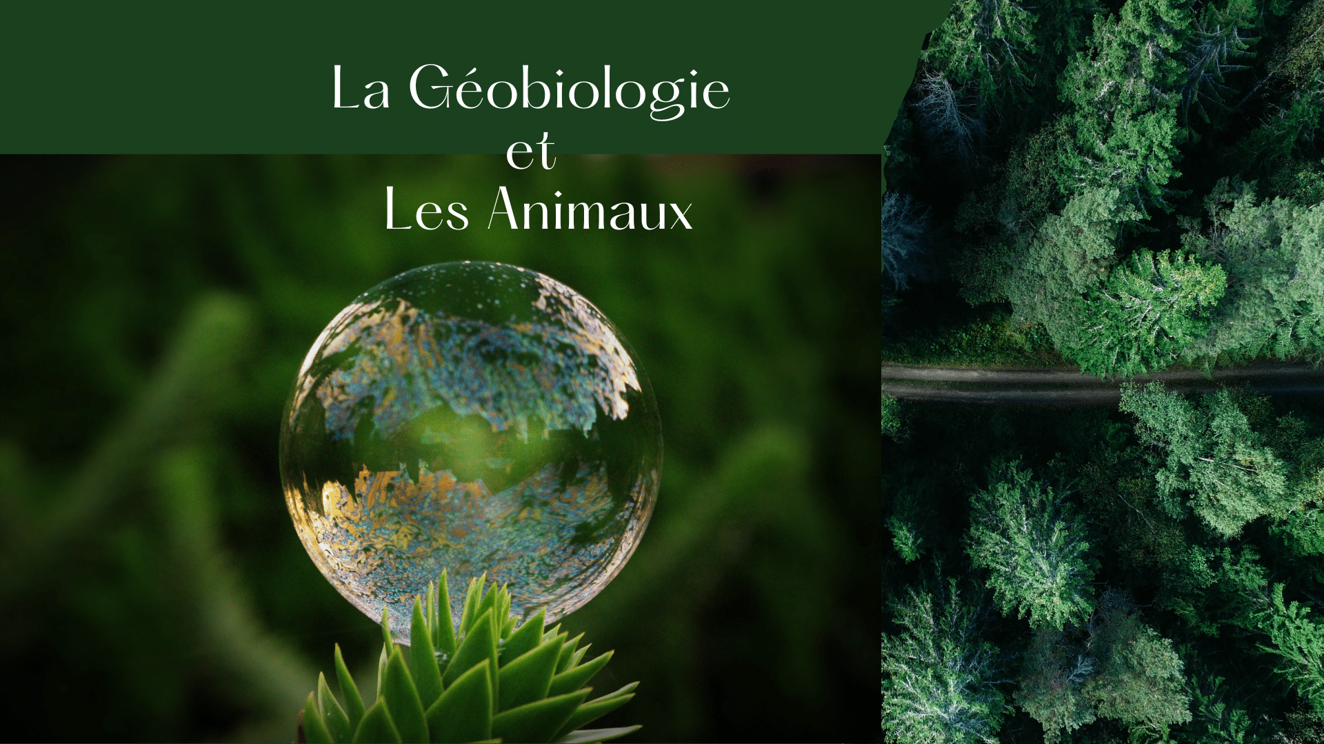 Les Animaux et La Géobiologie