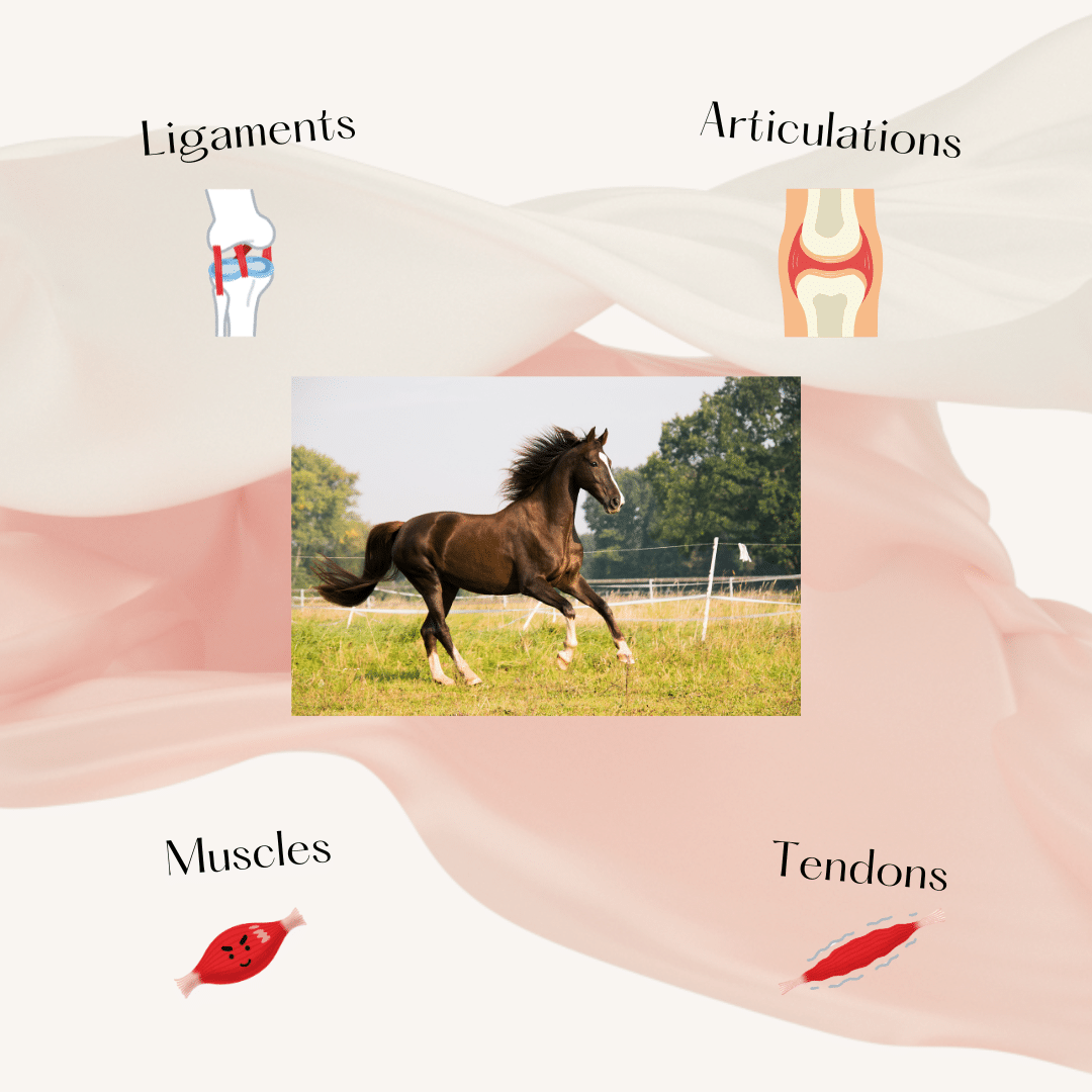 L'Architecture du Corps du Cheval