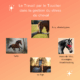 Le Toucher Massages et le Stress du Cheval