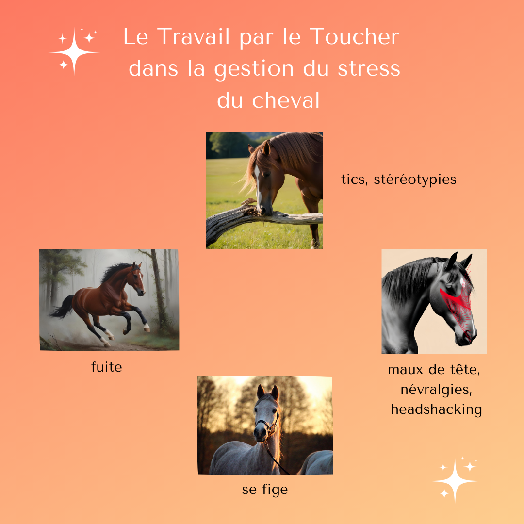 Le Toucher Massages et le Stress du Cheval