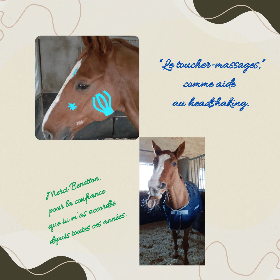 Le Toucher Massages et le Stress du Cheval