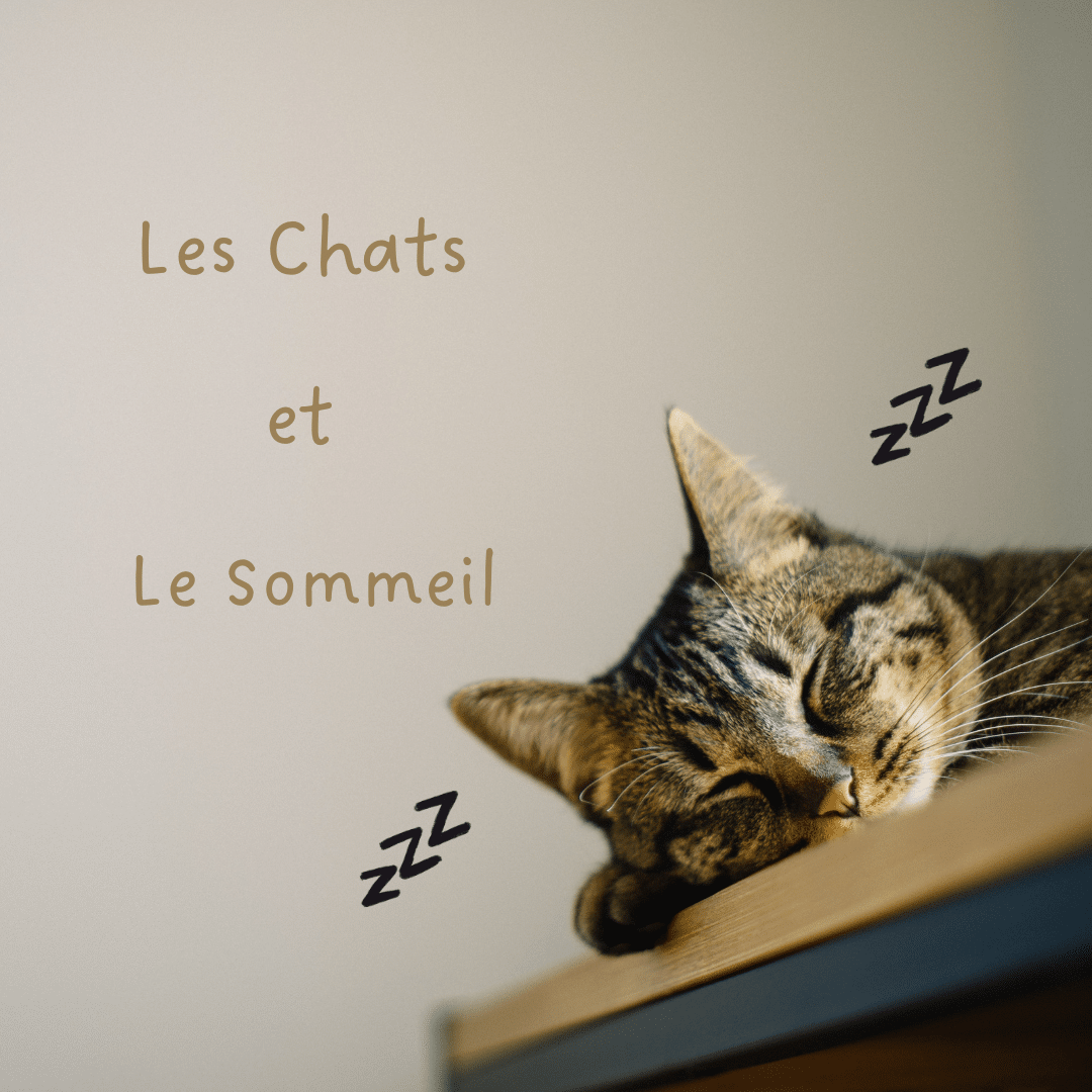 Le Chat et Le Sommeil