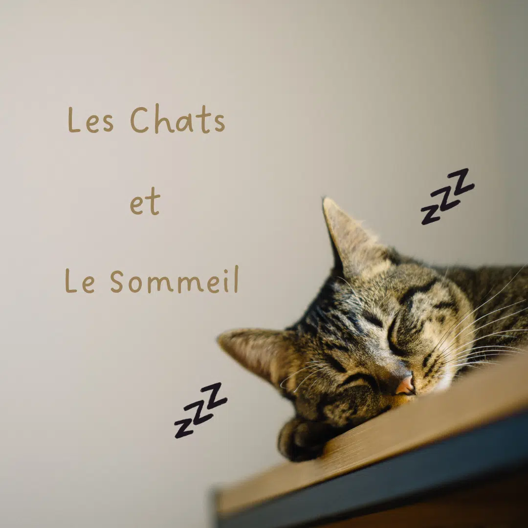 Le Chat et Le Sommeil Le Chat et Le Sommeil