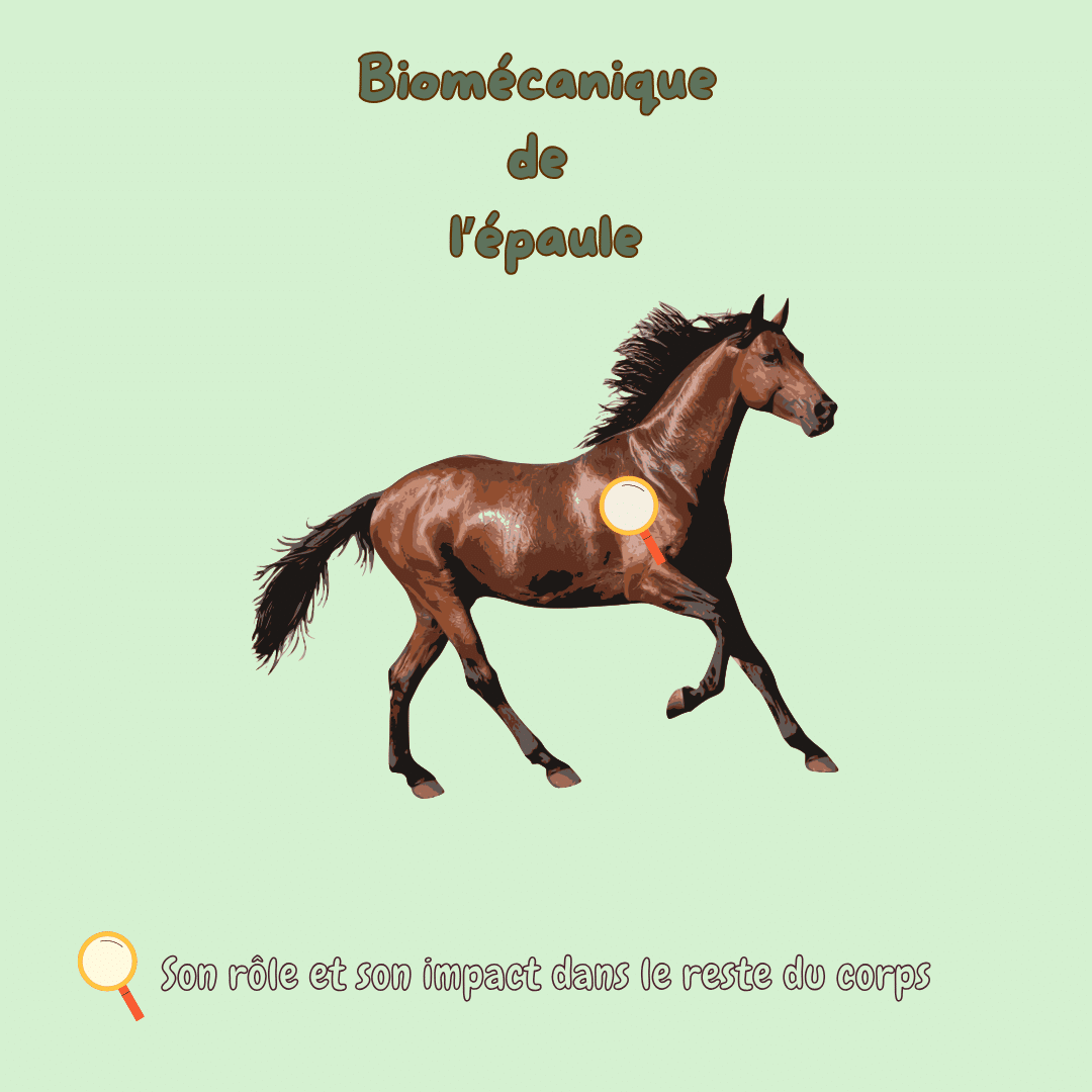 Biomécanique de l'épaule du cheval