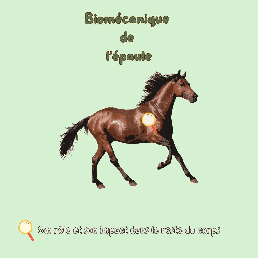 Biomécanique de l'épaule du cheval