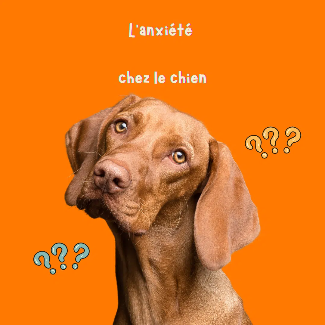 L'Anxiété chez le Chien