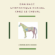 Lymphologie Equine