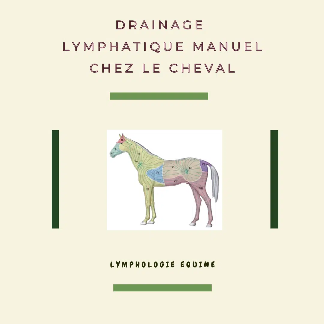 Lymphologie Equine Lymphologie Equine