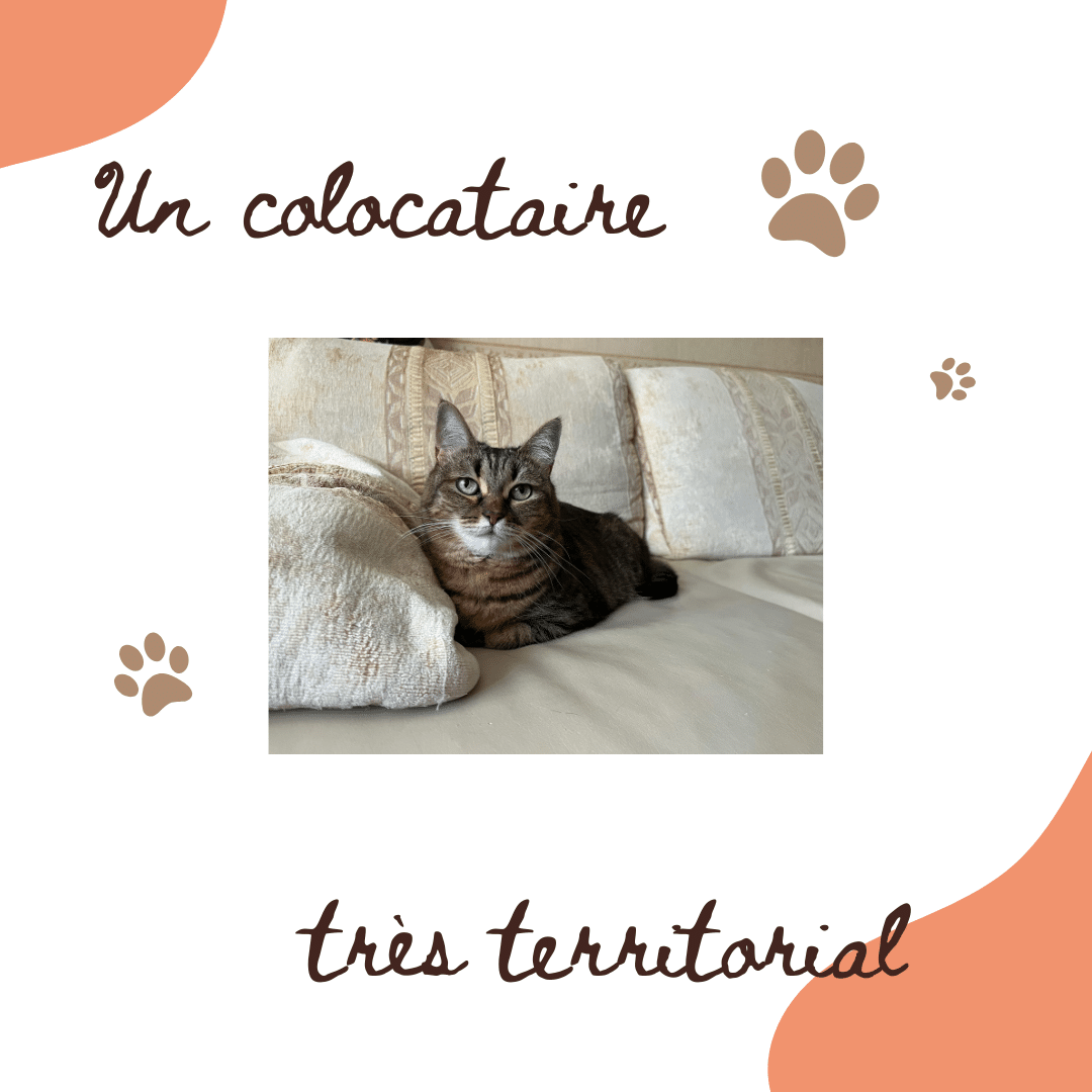 Chat et Territoire : UNE AFFAIRE SERIEUSE
