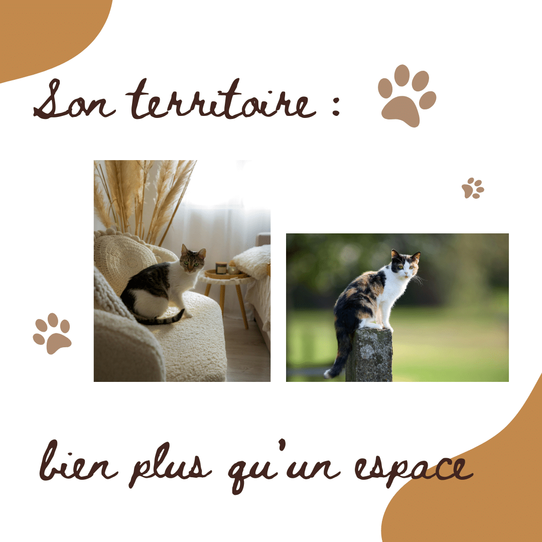 Chat et Territoire : UNE AFFAIRE SERIEUSE