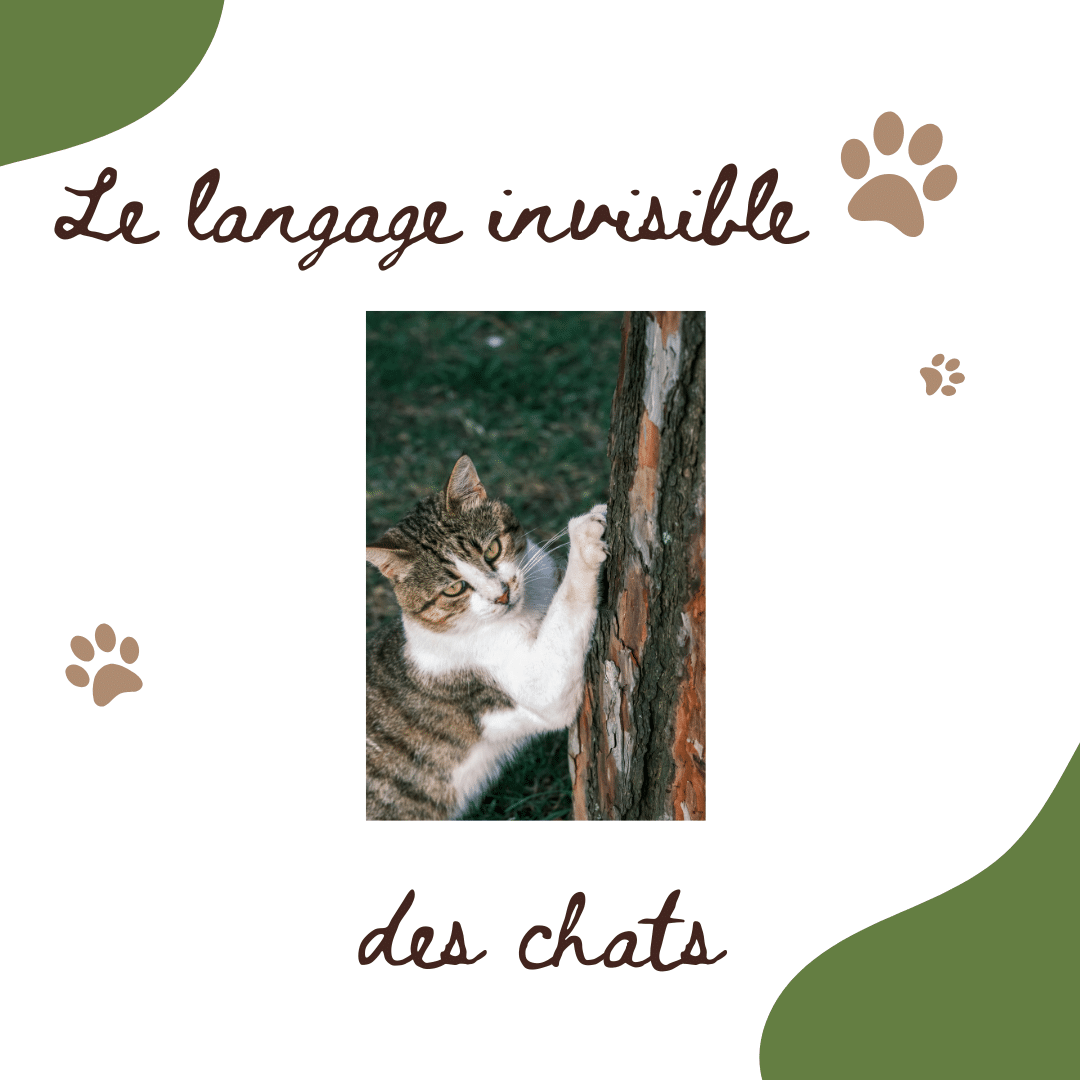 Chat et Territoire : UNE AFFAIRE SERIEUSE