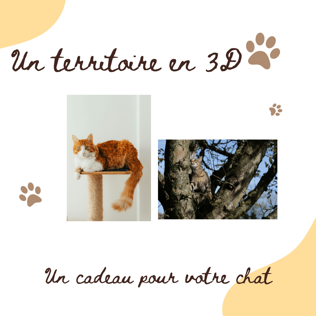 Chat et Territoire : UNE AFFAIRE SERIEUSE