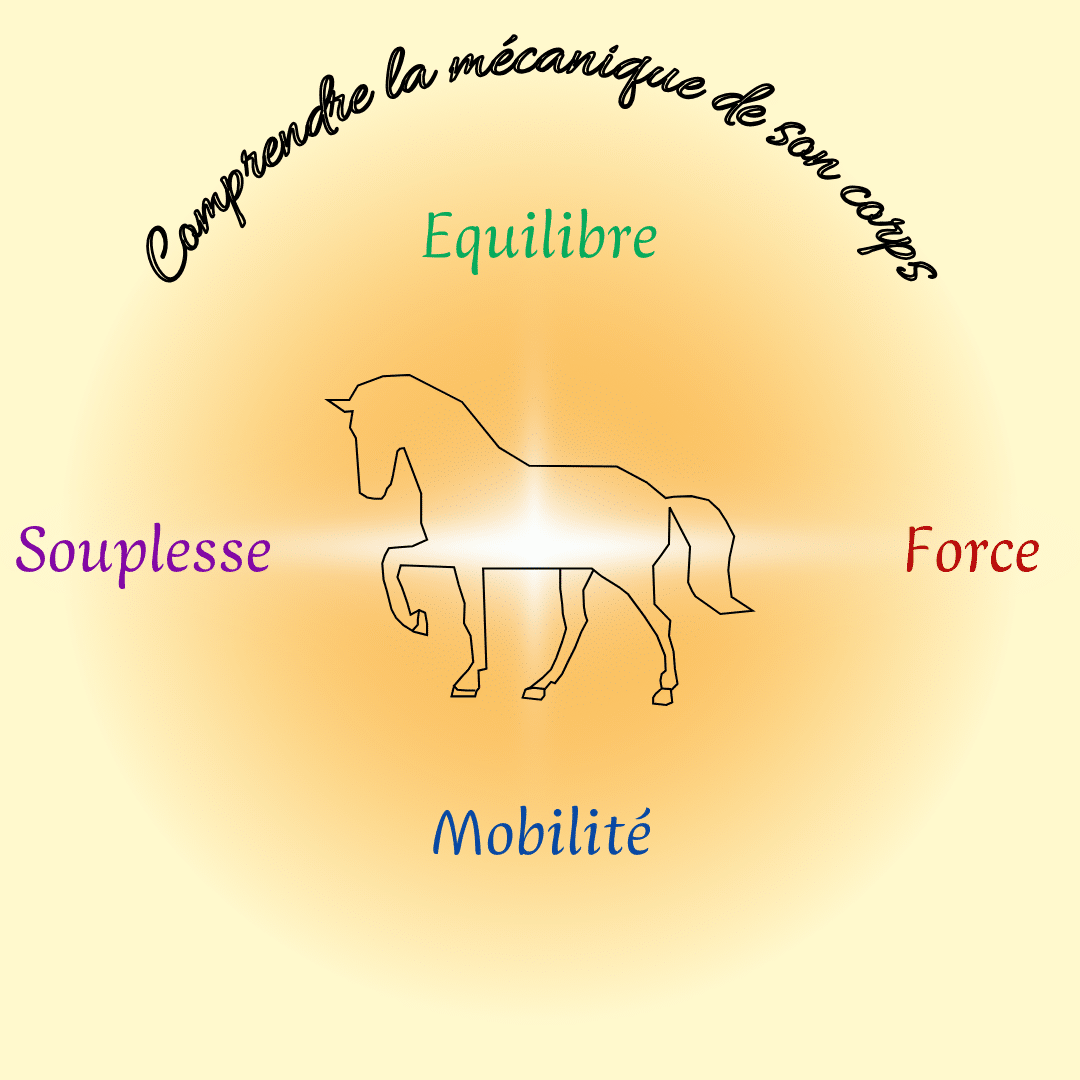 Piliers Fondamentaux et Mécanique du Corps du Cheval