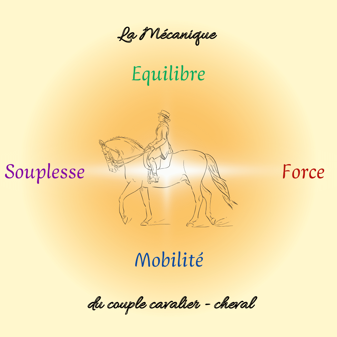 Piliers Fondamentaux et Mécanique du Corps du Cheval