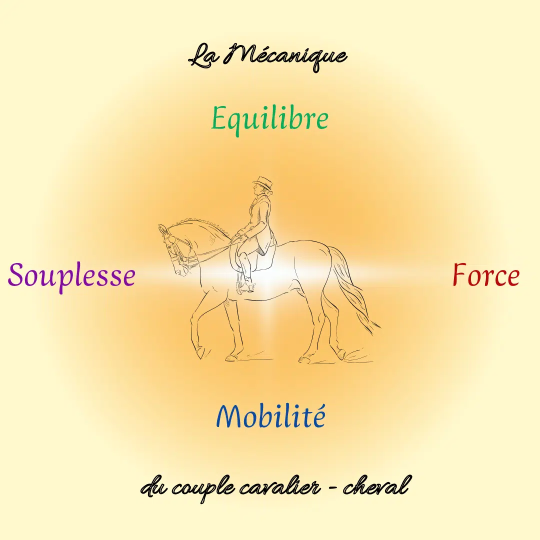 Piliers Fondamentaux et Mécanique du Corps du Cheval