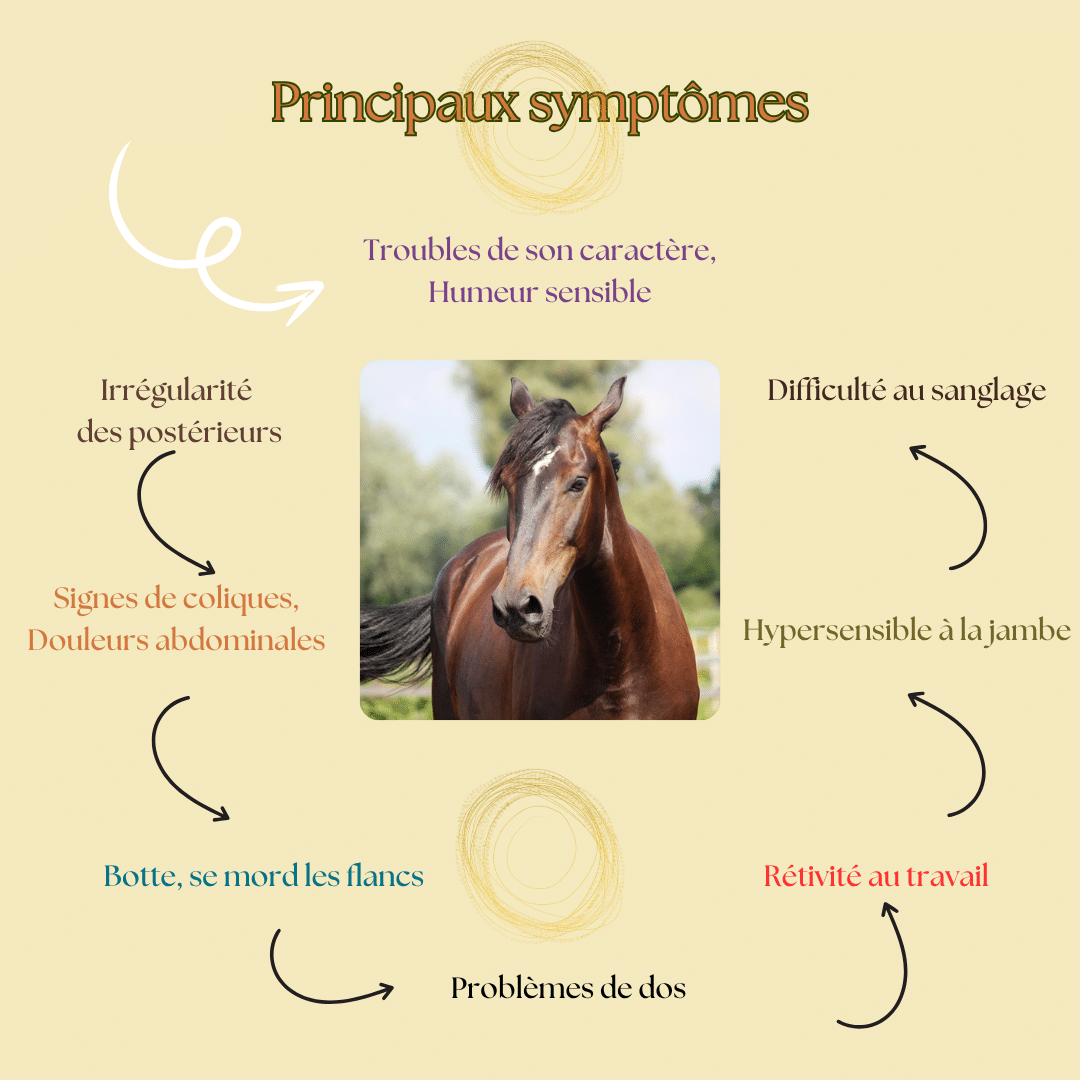 Chaleurs douloureuses chez la Jument Chaleurs douloureuses chez la Jument