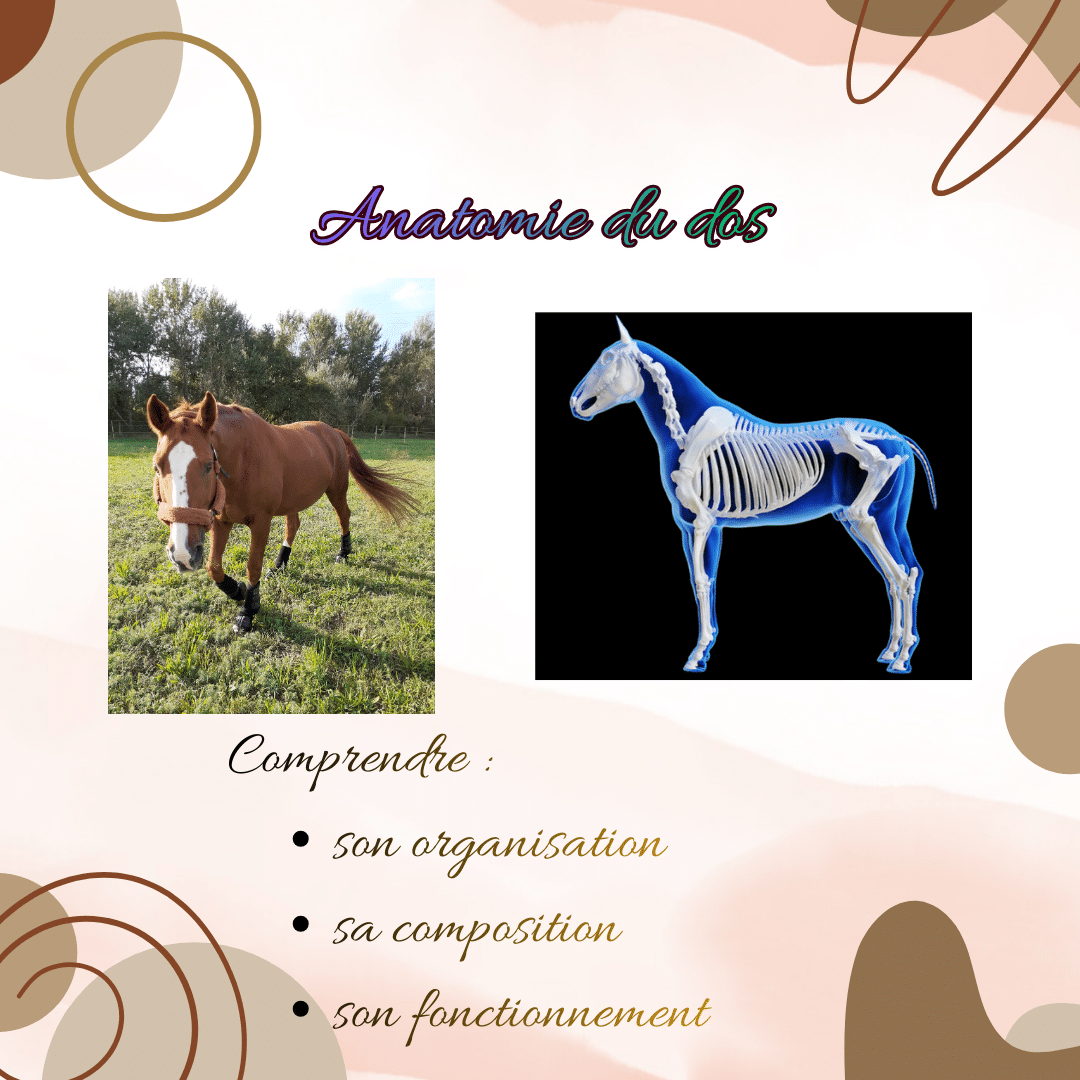 Le Dos du Cheval : Un chef d'orchestre silencieux