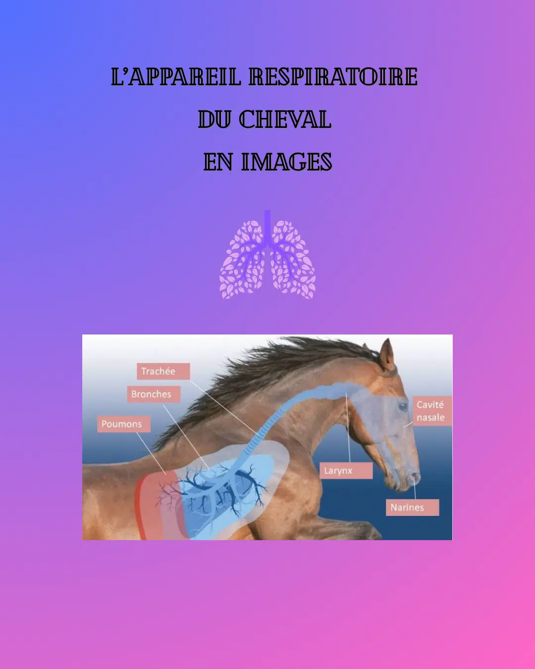 Massages et Travail Tissulaire pour améliorer la respiration du Cheval