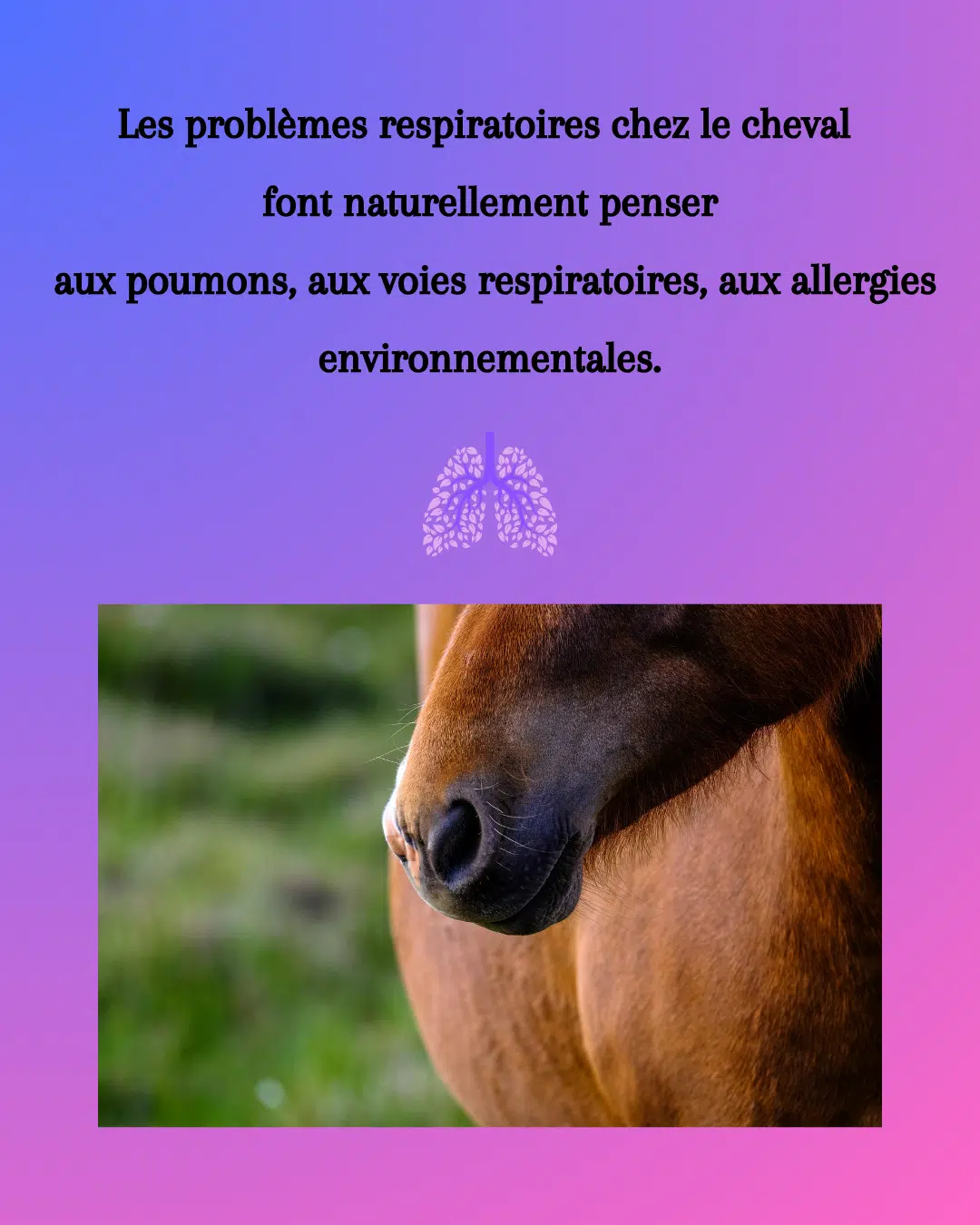 Massages et Travail Tissulaire pour améliorer la respiration du Cheval Massages et Travail Tissulaire pour améliorer la respiration du Cheval