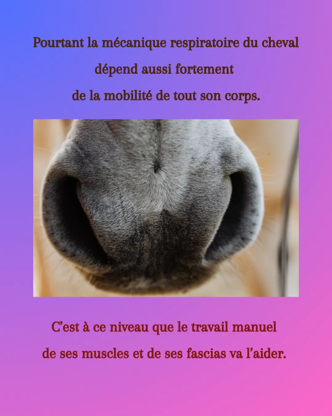 Respiration du Cheval et Massages (2)