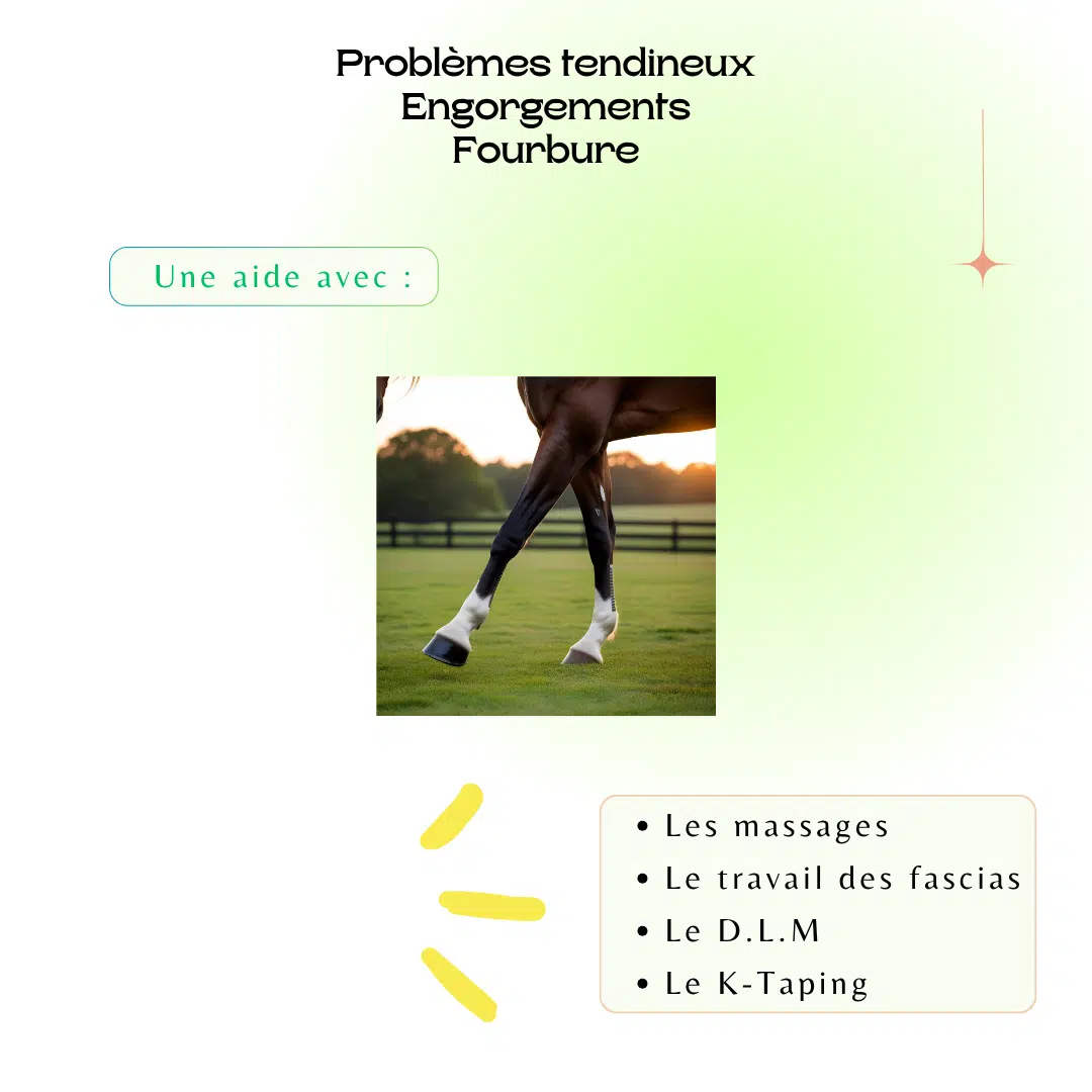 Tendinite - Engorgement - Fourbure chez le Cheval
