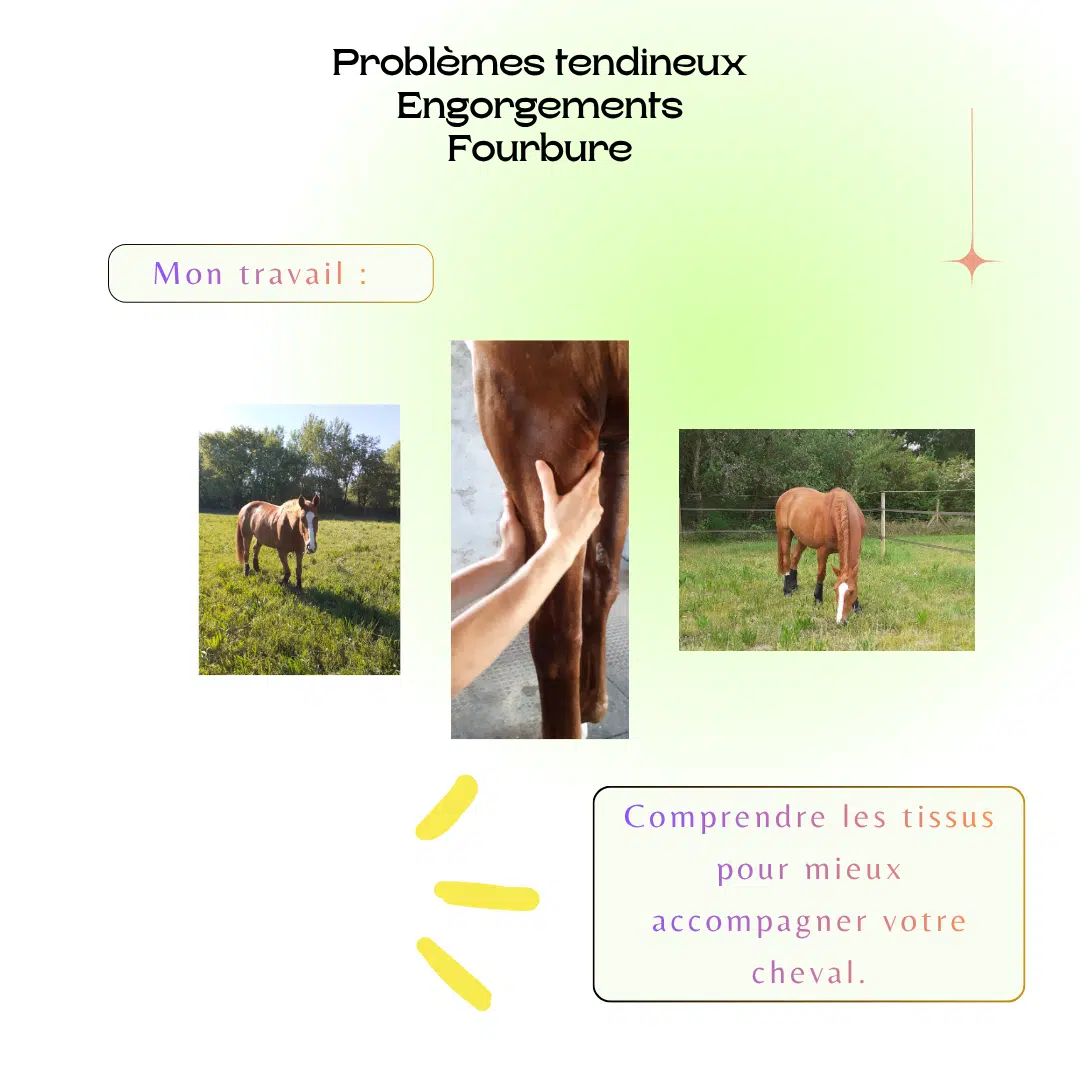 Tendinite - Engorgement - Fourbure chez le Cheval